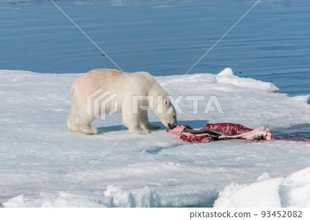Polar bear on the pack ice north of Spitsbergen 93452082