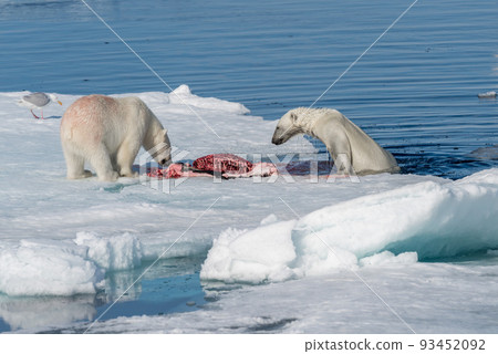 Polar bear on the pack ice north of Spitsbergen 93452092