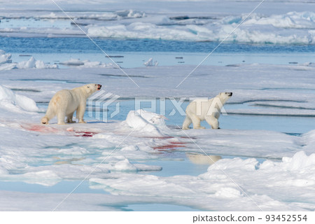 Two young wild polar bear cubs playing on pack ice in Arctic sea, north of Svalbard Two young wild polar bear cubs playing on pack ice in Arctic sea, north of Svalbard 93452554