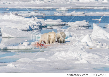Two young wild polar bear cubs playing on pack ice in Arctic sea, north of Svalbard Two young wild polar bear cubs playing on pack ice in Arctic sea, north of Svalbard 93452555