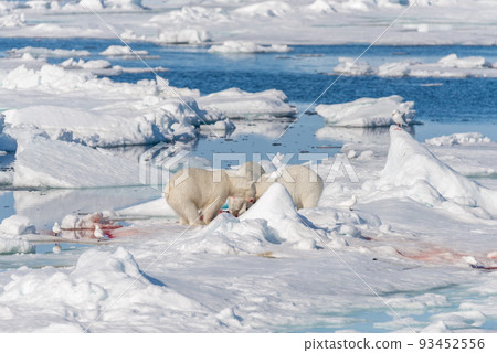 Two young wild polar bear cubs playing on pack ice in Arctic sea, north of Svalbard Two young wild polar bear cubs playing on pack ice in Arctic sea, north of Svalbard 93452556