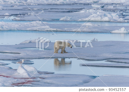 Two young wild polar bear cubs playing on pack ice in Arctic sea, north of Svalbard 93452557