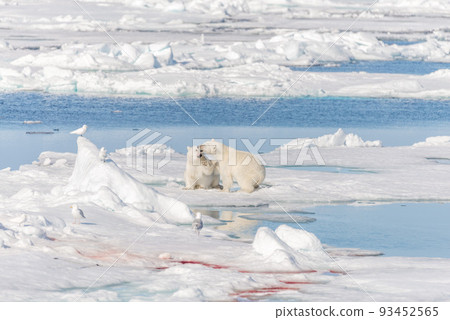 Two young wild polar bear cubs playing on pack ice in Arctic sea, north of Svalbard 93452565