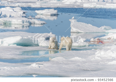 Two young wild polar bear cubs playing on pack ice in Arctic sea, north of Svalbard Two young wild polar bear cubs playing on pack ice in Arctic sea, north of Svalbard 93452566