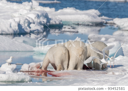Two young wild polar bear cubs playing on pack ice in Arctic sea, north of Svalbard Two young wild polar bear cubs playing on pack ice in Arctic sea, north of Svalbard 93452581