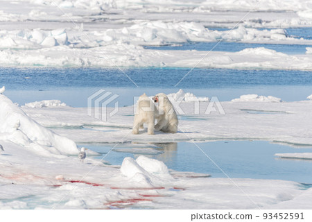 Two young wild polar bear cubs playing on pack ice in Arctic sea, north of Svalbard 93452591
