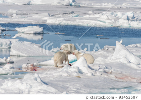 Two young wild polar bear cubs playing on pack ice in Arctic sea, north of Svalbard Two young wild polar bear cubs playing on pack ice in Arctic sea, north of Svalbard 93452597