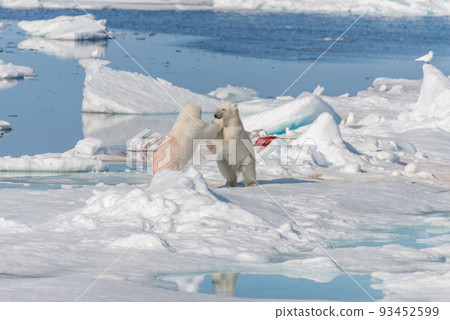Two young wild polar bear cubs playing on pack ice in Arctic sea, north of Svalbard 93452599