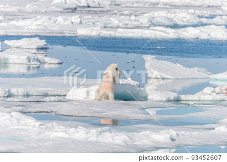 Two young wild polar bear cubs playing on pack ice in Arctic sea, north of Svalbard 93452607