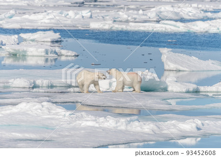 Two young wild polar bear cubs playing on pack ice in Arctic sea, north of Svalbard 93452608