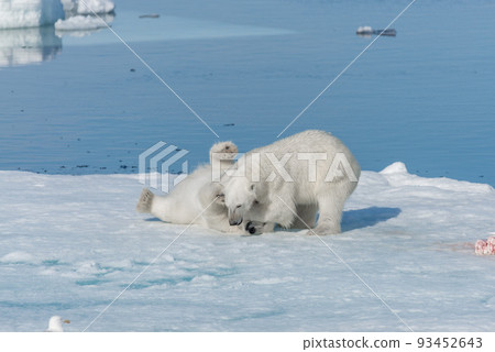 Two young wild polar bear cubs playing on pack ice in Arctic sea, north of Svalbard 93452643