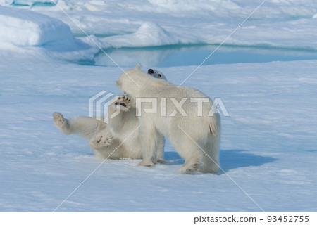 Two young wild polar bear cubs playing on pack ice in Arctic sea, north of Svalbard Two young wild polar bear cubs playing on pack ice in Arctic sea, north of Svalbard 93452755