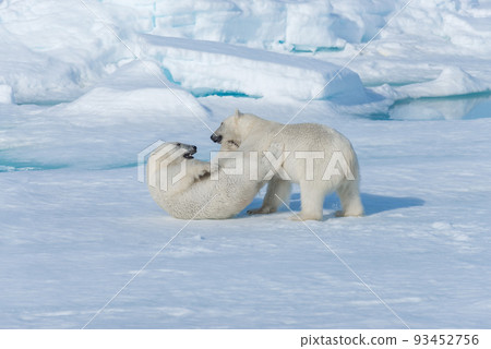 Two young wild polar bear cubs playing on pack ice in Arctic sea, north of Svalbard Two young wild polar bear cubs playing on pack ice in Arctic sea, north of Svalbard 93452756