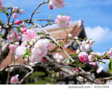 Peach blossoms blooming on the grounds of Kyozenji Temple (Higashihiroshima City, Hiroshima Prefecture) Peach blossoms blooming on the grounds of Kyozenji Temple (Higashihiroshima City, Hiroshima Prefecture) 93453694