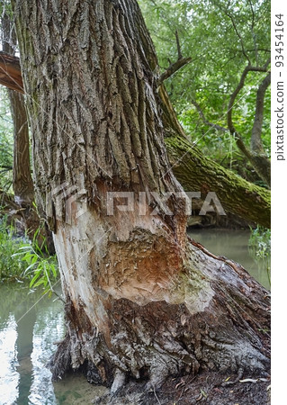 Tree Trunk with beaver teeth marks 93454164