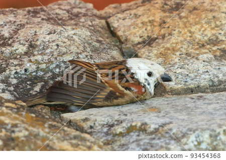 White-headed sparrow White-headed sparrow 93454368