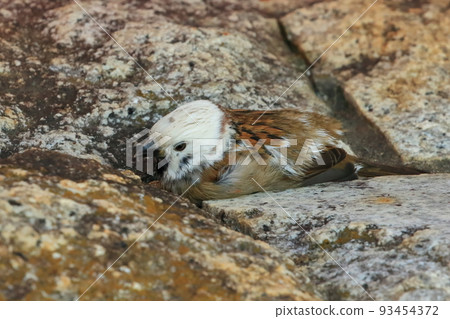 White-headed sparrow 93454372