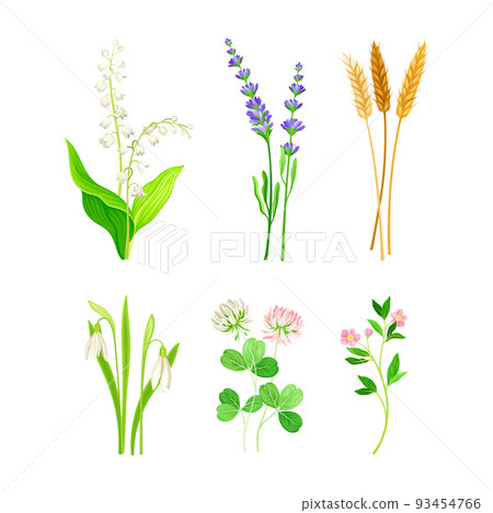 Set of field and meadow wild flowers and herbs. Snowdrop, lavender, ear of wheat, clover, lily of the valley decorative herbal plants cartoon vector illustration 93454766