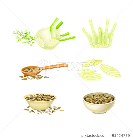 Fennel spice herb bulbs, stems and dried seeds set. Culinary cooking ingredient. Fresh organic healthy vegetarian food vector illustration Fennel spice herb bulbs, stems and dried seeds set. Culinary cooking ingredient. Fresh organic healthy vegetarian food vector illustration 93454779