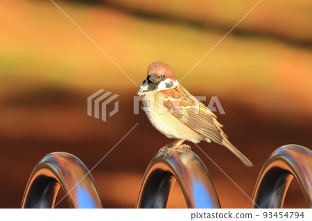 麻雀麻雀 93454794