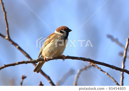 Sparrow sparrow Sparrow sparrow 93454805