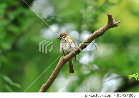 Sparrow sparrow Sparrow sparrow 93454806