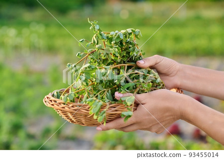 Plant purslane Portulaca oleracea in a wicker plate in the garden Plant purslane Portulaca oleracea in a wicker plate in the garden 93455014