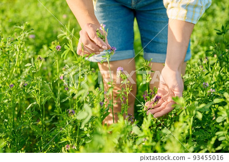 Field with blooming alfalfa, woman hands touching plant. 93455016