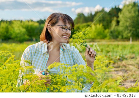 Smiling middle-aged female with pruner picking branches of flowering dill in garden. Smiling middle-aged female with pruner picking branches of flowering dill in garden. 93455018