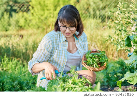 Smiling woman with harvest of basil leaves in summer garden. Smiling woman with harvest of basil leaves in summer garden. 93455030