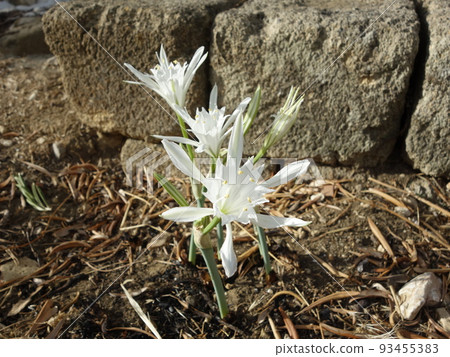 Daffodil Daffodil 93455383