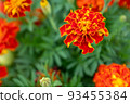 Background from orange marigold flowers. Field with tagetes. Bright french marigolds for publication, poster, calendar, post, screensaver, wallpaper, postcard, postcard, banner, cover, website. High 93455384