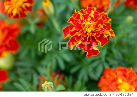 Close-up of Orange Marigold Flowers · Free Stock Photo