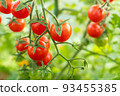 Red ripe cherry tomatoes on branches, close-up. Horizontal composition with a tomato bush and ripening tomatoes for publication, poster, screensaver, wallpaper, postcard, banner, cover, post. High 93455385
