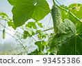 Green cucumbers plant grow in greenhouse, close-up. Organic food agriculture concept. A backing from cucumber plant with cucumbers for branding, calendar, postcard, screensaver, wallpaper, poster 93455386