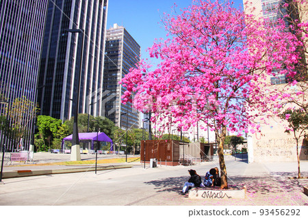 Brazilian national flower Ipe blooming in the city of São Paulo 93456292