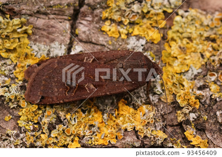 Closeup on the dark form of the Large yellow underwing owlet moth, Noctua pronuba , sitting on wood 93456409