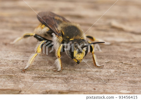 Closeup on a male European common carder bee, Anthidium manicatum sitting on wood Closeup on a male European common carder bee, Anthidium manicatum sitting on wood 93456415
