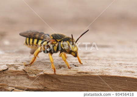 Closeup on the small and colorful Grohmann's, Yellow-Resin Bee, Icteranthidium grohmanni sitting on wood 93456418