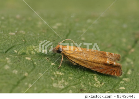 Closeup on the small orange red piercer moth, Lathronympha strigana , sitting on a green leaf Closeup on the small orange red piercer moth, Lathronympha strigana , sitting on a green leaf 93456445