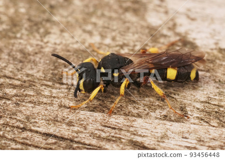 Closeup on a yellow and black ornate tailed digger wasp, Cerceris rybyensis 93456448