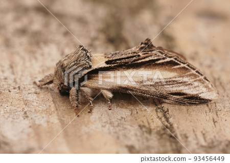 Closeup on the Swallow Prominent owlet moth, Pheosia tremula sitting on wood 93456449