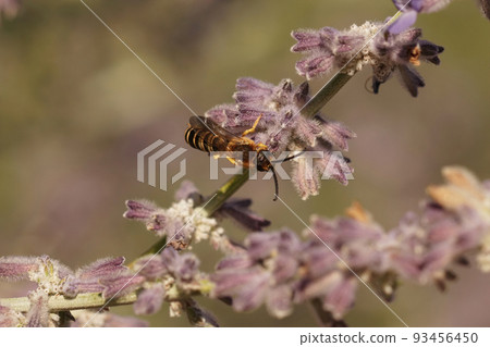Closeup on a male Great banded furrow bee, Halictus scabiosae , sitting on purple Russian sage, Perovskia jangii 93456450