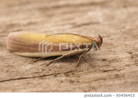 Closeup on a Mediterranean Rosy-striped Knot-Horn, Oncocera semirubella sitting on wood 93456453