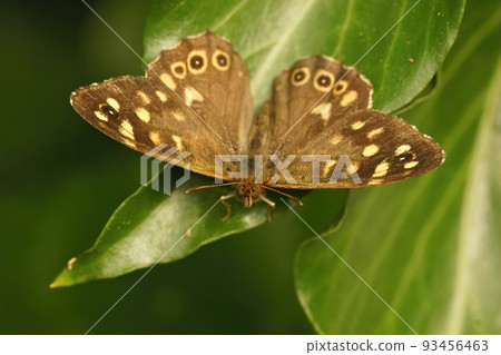 Closeup on the brown speckled wood butterfly , Pararge aegeria with open wings Closeup on the brown speckled wood butterfly , Pararge aegeria with open wings 93456463