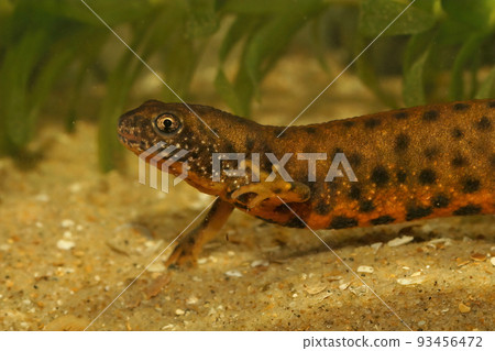 Closeup on an unusual orange color morph of a female Danube newt, Triturus dobrogicus Closeup on an unusual orange color morph of a female Danube newt, Triturus dobrogicus 93456472