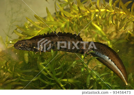 Closeup on an aquatic male Danube crested newt, Triturus dobrogicus, underwater 93456473