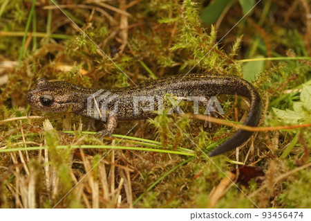 Closeup on a brassy colored juvenile of the Hokkaido salamander, Hynobius retardatus Closeup on a brassy colored juvenile of the Hokkaido salamander, Hynobius retardatus 93456474