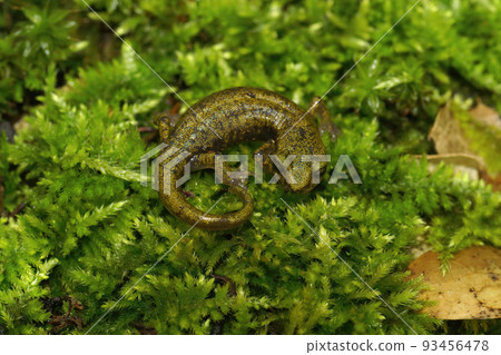 Closeup on a green juvenile limestone salamander, Hydromantes brunus sitting on green moss at Marced River California Closeup on a green juvenile limestone salamander, Hydromantes brunus sitting on green moss at Marced River California 93456478