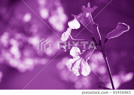 巴西國花 Ipe 在聖保羅盛開 巴西國花 Ipe 在聖保羅盛開 93456963
